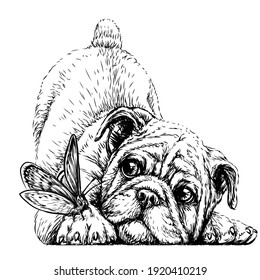 Bulldog. Wall sticker. Graphic, black-and-white, sketch portrait of a bulldog puppy with a butterfly on a white background. Digital drawing