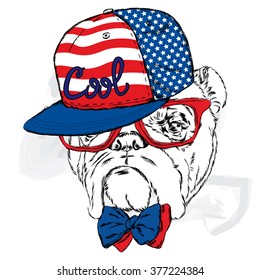 Bulldog wearing a cap and sunglasses. America. USA. 