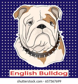 The bulldog's face on a blue background