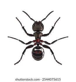 Bullet Ant detailed vector top view with black and reddish body colour