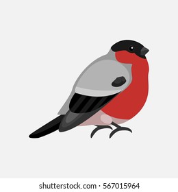 bullfinch