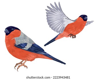 Bullfinch beautiful vector illustration, set of bullfinches in different poses. realistic bird