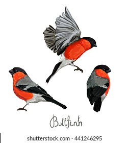 Bullfinch beautiful vector illustration, set birds, Bullfinch set