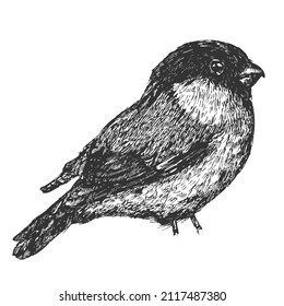Bullfinch bird hand drawn isolated on white background. Vector element in sketch monochrome style. Vintage illustration.