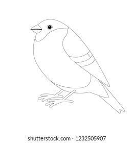 bullfinch bird , lining draw  ,profile view