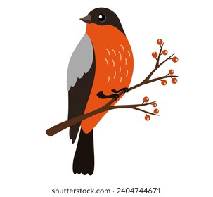 Bullfinch bird on branch with berries. Cute character of a red winter bird in a trendy hand drawn style. Perfect for a print, postcard or label Vector flat illustration.