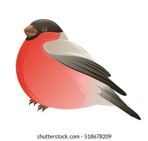 Bullfinch bird on a white background. Vector illustration.