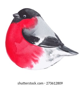Bullfinch. Bird painted on watercolor paper. Etude birds on a white background