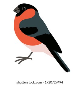 bullfinch bird, vector illustration, flat style, profile side