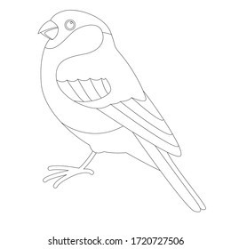 bullfinch bird, vector illustration, lining draw, profile side