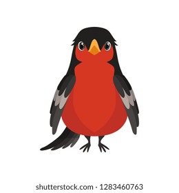 Bullfinch bird vector Illustration on a white background
