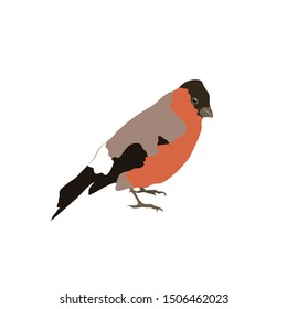 Bullfinch with a closed tail isolated on white background. Stock vector illustration.