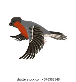 Bullfinch colorful nature winter flying bird vector illustration.