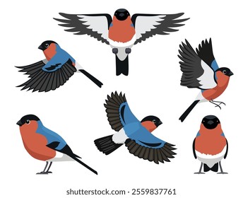 Bullfinch Finch Bird Various Poses Cartoon Vector Character