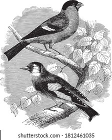 The bullfinch and The goldfinch, From the Dictionary of Word and Things, 1888.