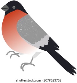 Bullfinch icon, snowbird vector isolated on white
