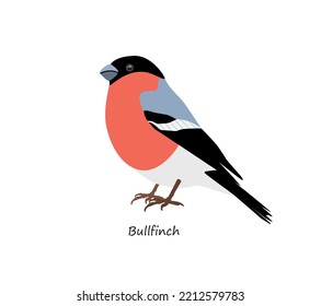 Bullfinch isolated on white background. Vector illustration