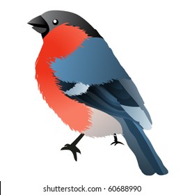 Bullfinch aislado sobre fondo blanco