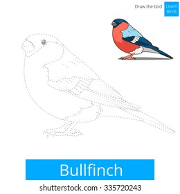 Bullfinch learn birds educational game learn to draw vector illustration
