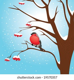 Bullfinch on the ash-berry