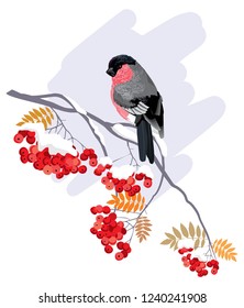 Bullfinch on a branch with berry. Can be used for poster, web page, packaging. Isolated bird on a white background. Vector greeting card.
