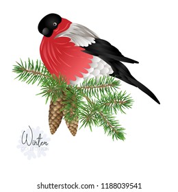 bullfinch on a branch of a fir-tree with a cone. Colored vector illustration. Isolated on white background.
