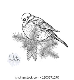bullfinch on a branch of a fir-tree with a cone. Graphic drawing, engraving style. vector illustration. Isolated on white background.
