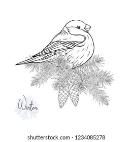 bullfinch on a branch of a fir-tree with a cone. Outline hand drawing vector illustration. Isolated on white background.
