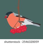 Bullfinch on a branch with rowan berries