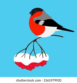 Bullfinch on a branch of rowan in winter. Christmas card with red bird and red berries of mountain ash isolated on blue background. Vector stock illustration.
