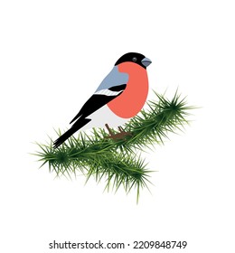 Bullfinch on branch of spruce tree isolated on white background. Vector illustration