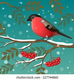 Bullfinch on a branch. Vector illustration.