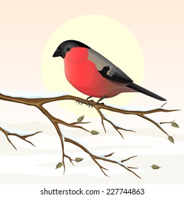 Bullfinch on a branch. Vector illustration.