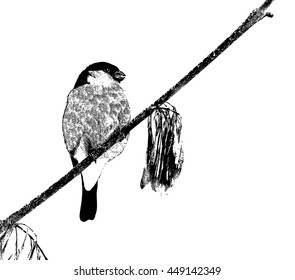Bullfinch on a branch in winter. 
