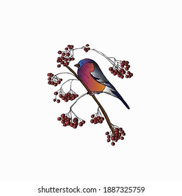 Bullfinch, on a rowan branch, Hand-Drawn Cute Bird Vector Illustration.