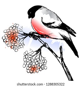 The bullfinch on a rowan branch. Watercolor paint shaded effect on.