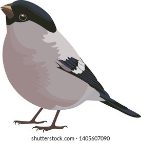 Bullfinch on a white background. Vector illustration. Bullfinch female.