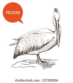 bullfinch on a white background vector handmade