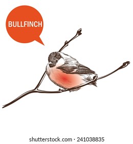 bullfinch on a white background vector handmade