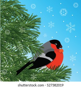 Bullfinch with rowanberry sitting on conifer branch, on snowy background, vector illustration