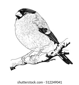 The bullfinch seated on a branch. Black and white sketch. Handmade drawing vector illustration. Vintage style