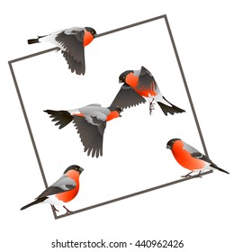 Bullfinch set.