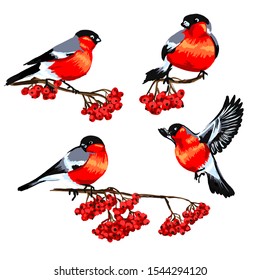 bullfinch set of birds with red breast art style branches of red Rowan berries