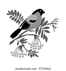 bullfinch silhouette on rowanberry branch, vector illustration