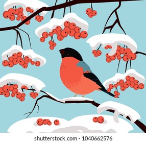 Bullfinch sits on a branch of mountain ash