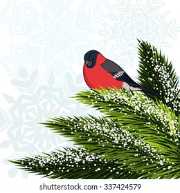 Bullfinch sitting on branch pine. Vector illustration