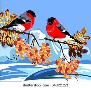 bullfinch sitting on a branch of rowan