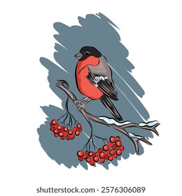 A bullfinch sitting on a branch of a snow-covered rowan tree. Scenic illustration for postcard design. Vector illustration