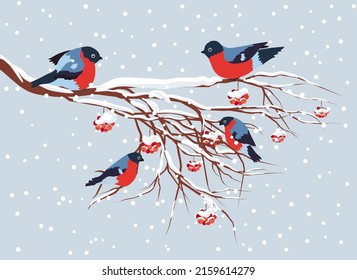 Bullfinch sitting on snow-covered branch of mountain ash. Christmas and New Year design greeting card