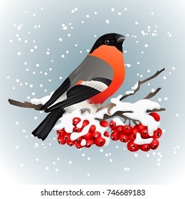 Bullfinch sitting on snow-covered branch of mountain ash. Winter nature. Vector illustration
